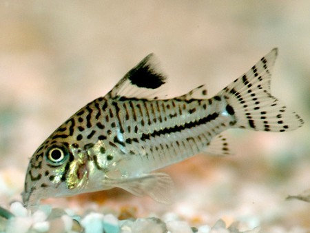 Corydora Trilineatus